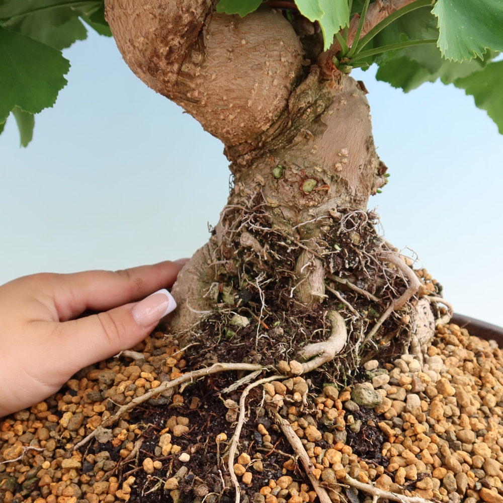 Bonsai voor buiten - Ginkgo biloba