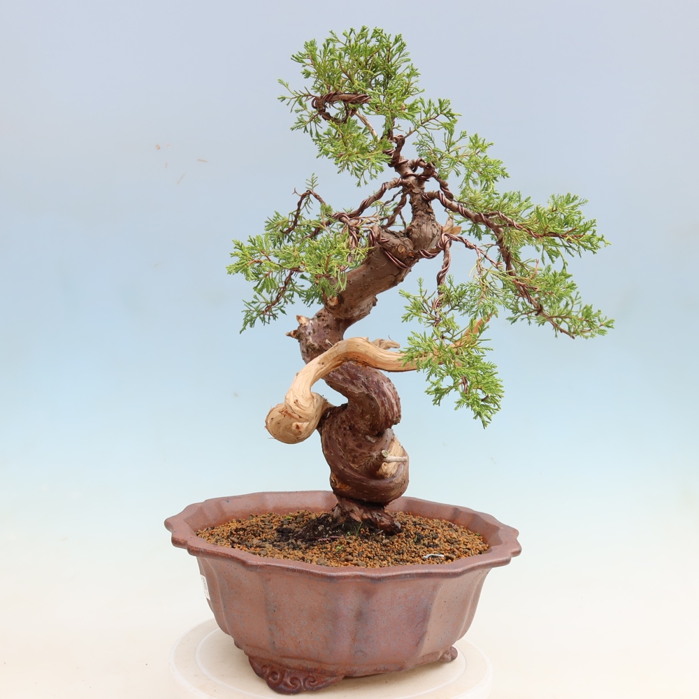 Bonsai voor buiten - Juniperus chinensis Itoigawa-Juniperus chinensis