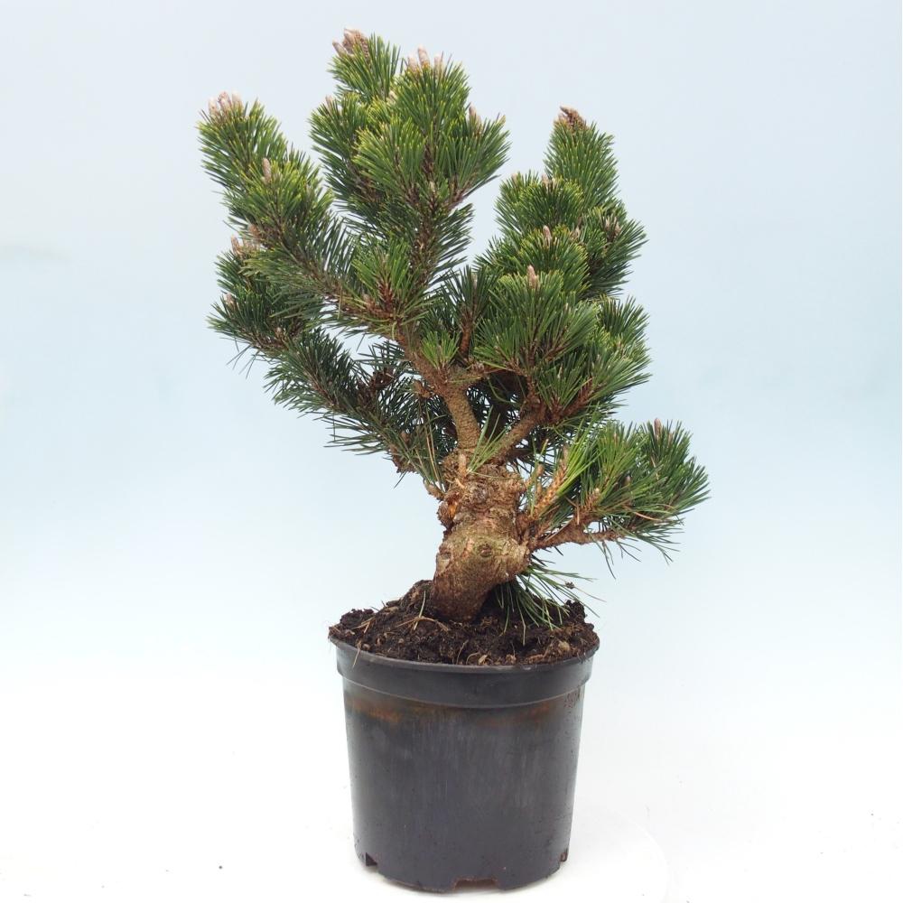 Bonsai voor buiten - Pinus thunbergii senjyumaru - Thunberg den