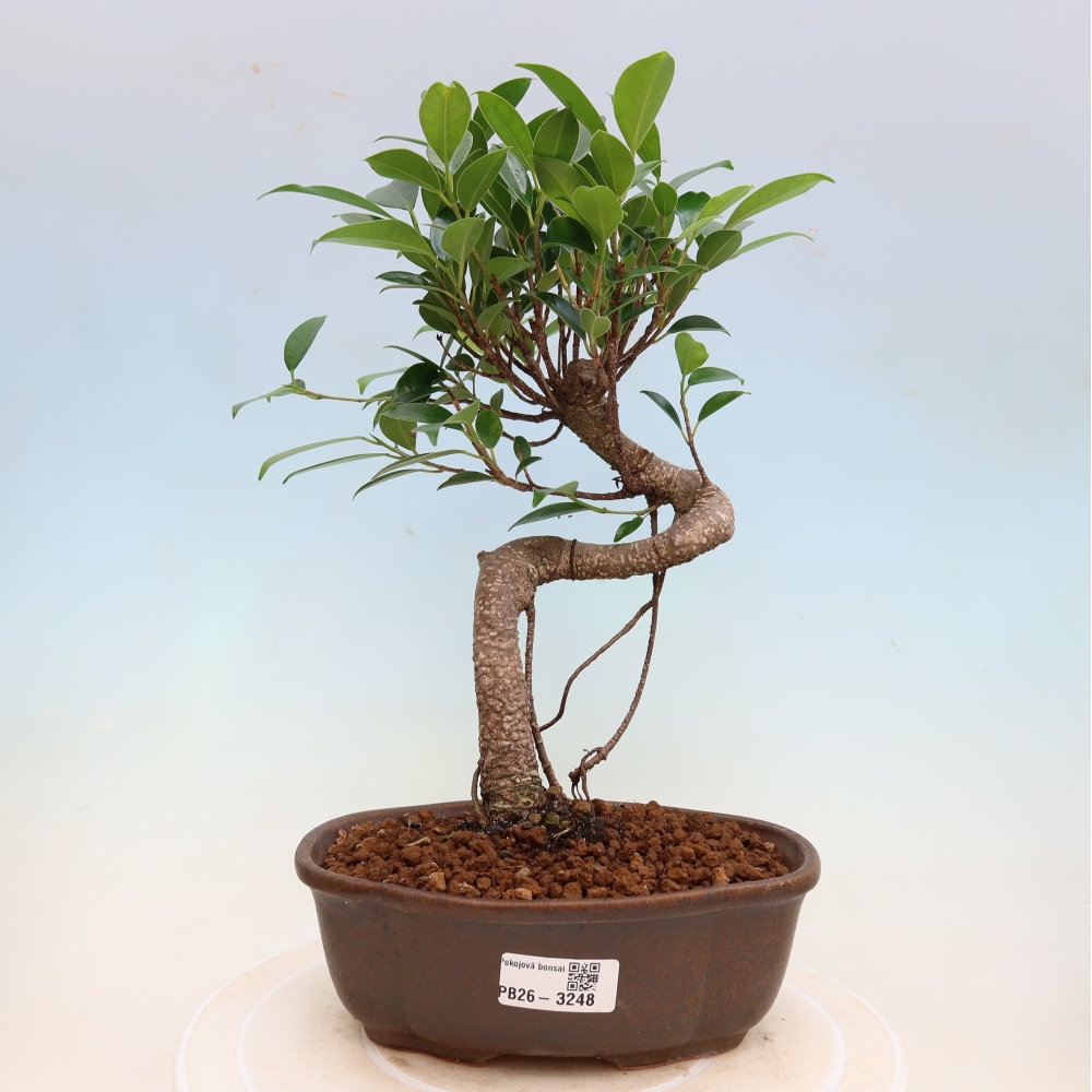 Kamerbonsai - Ficus kimmen - kleinbladige ficus