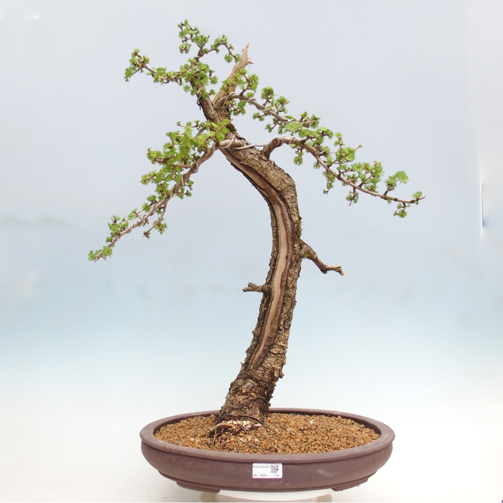 Bonsai voor buiten -Larix decidua - Lariks - Alleen palletvervoer