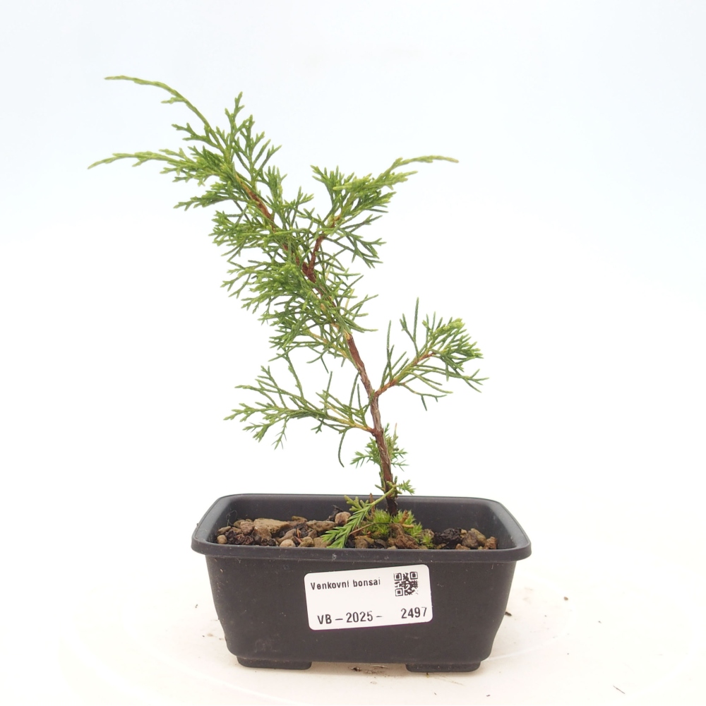 Bonsai voor buiten - Juniperus chinensis Itoigawa