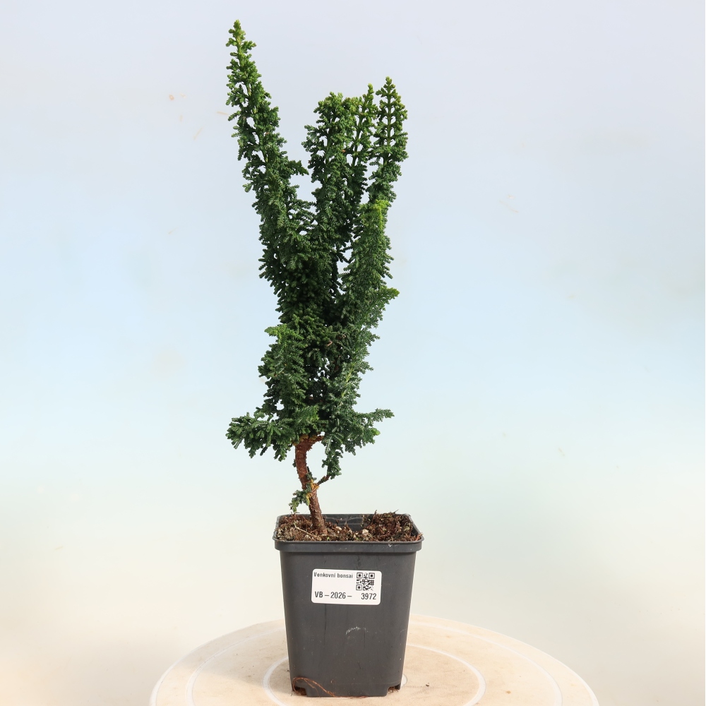 Bonsai voor buiten - Cham. obtusa SEKKA HINOKI - Cipres