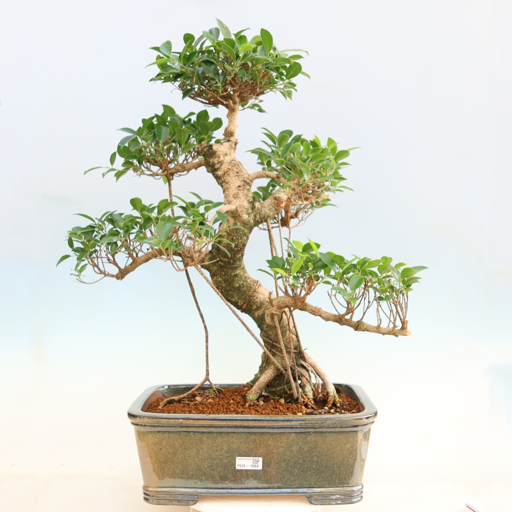 Kamerbonsai - Ficus kimmen - kleinbladige ficus