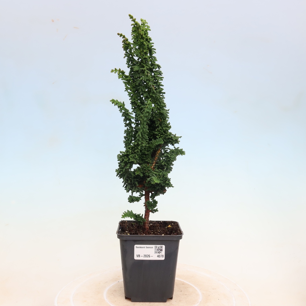 Bonsai voor buiten - Cham. obtusa SEKKA HINOKI - Cipres