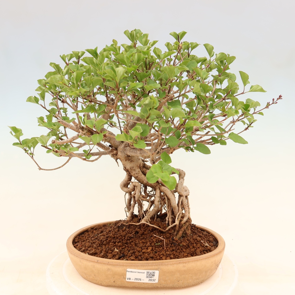 Bonsai voor buiten - Syringa microphylla - kleinbloemige sering