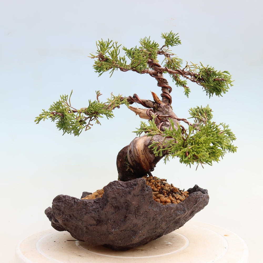 Bonsai voor buiten - Juniperus chinensis Itoigawa-Juniperus chinensis