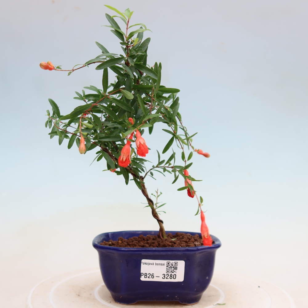 Kamerbonsai-PUNICA granatum nana-Granaatappel