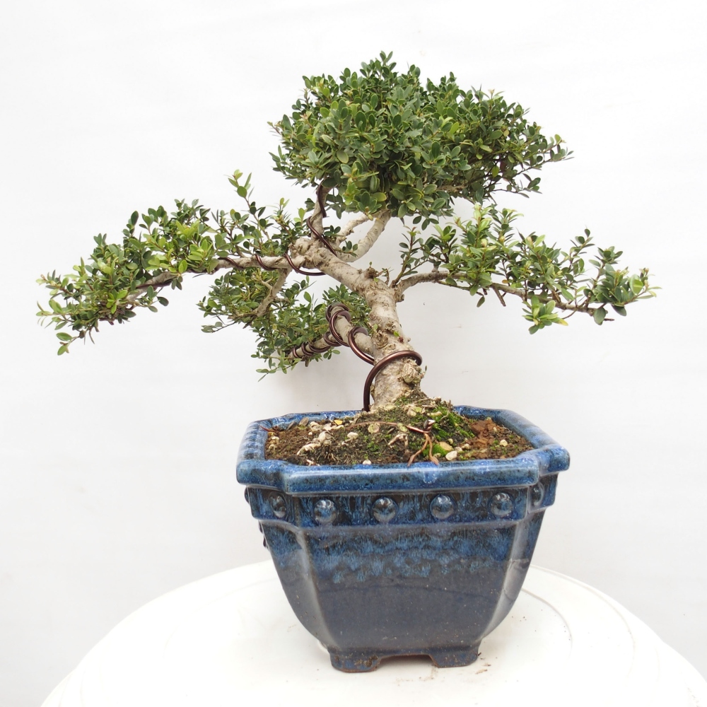 Kamerbonsai - Ilex crenata - Hulst
