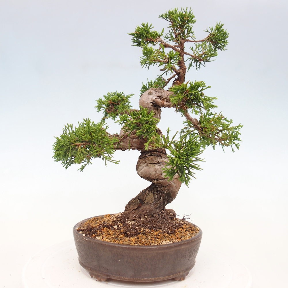 Bonsai voor buiten - Juniperus chinensis Itoigawa