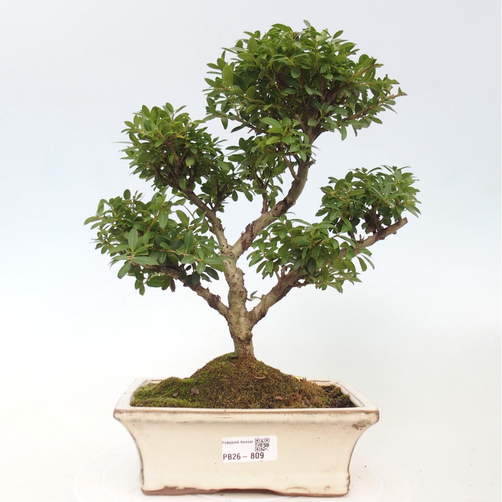 Kamerbonsai - Ilex crenata - Hulst