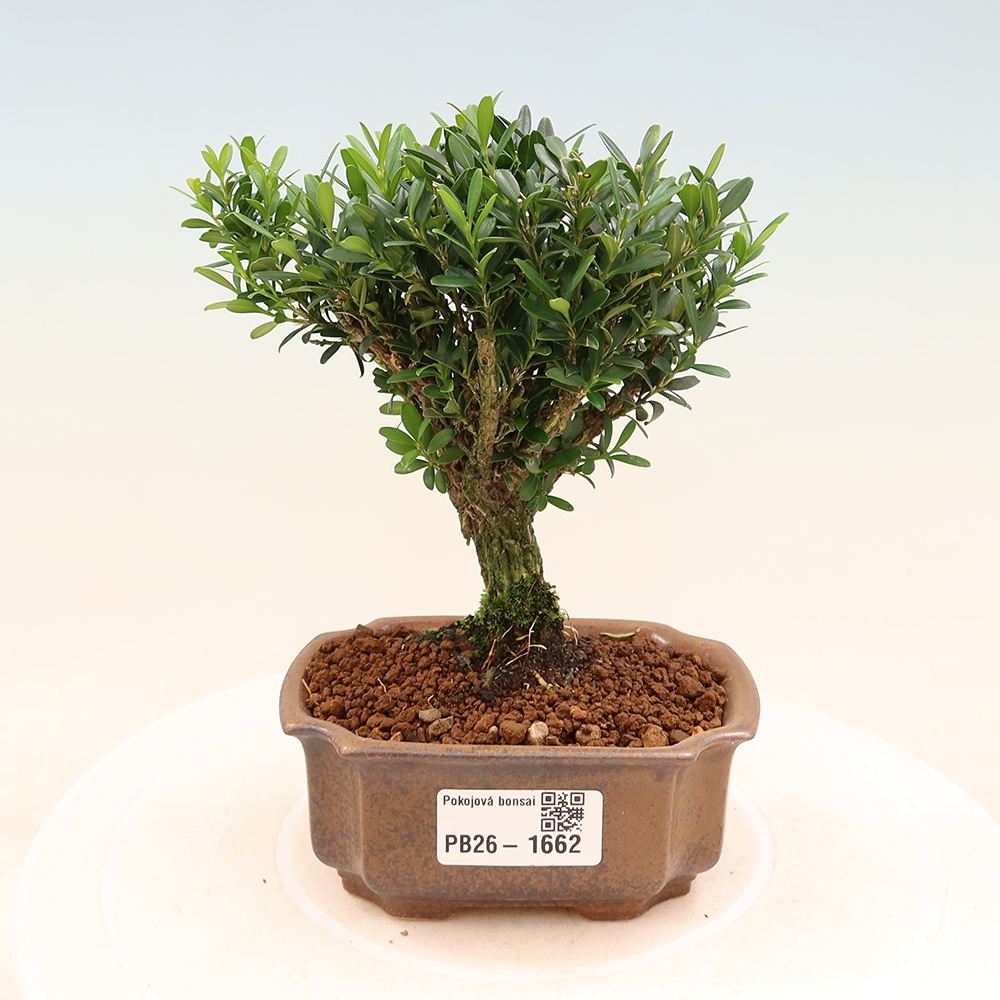 Kamerbonsai - Buxus harlandii - kurk buxus
