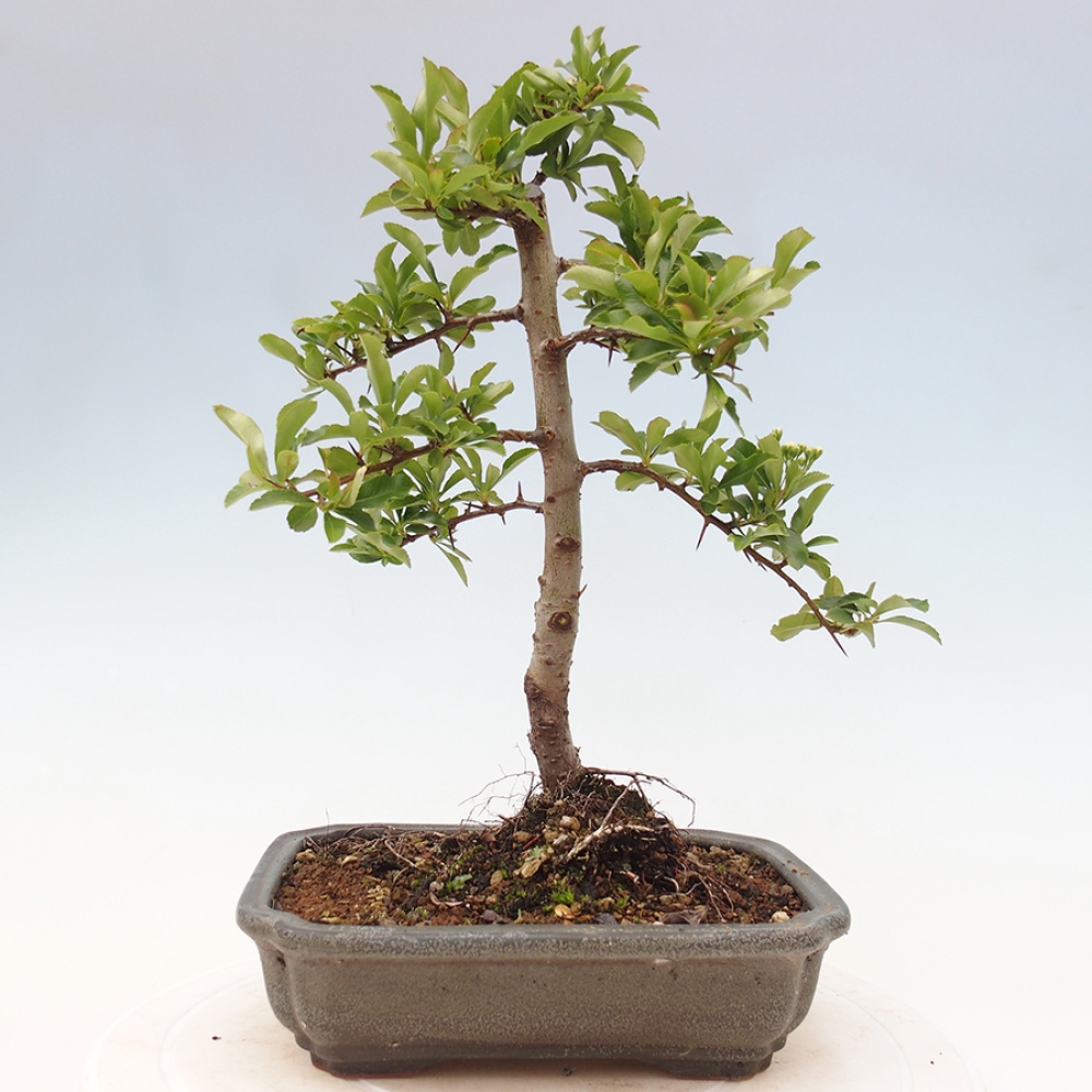 Bonsai-Pyracantha Teton voor buiten -Hlox