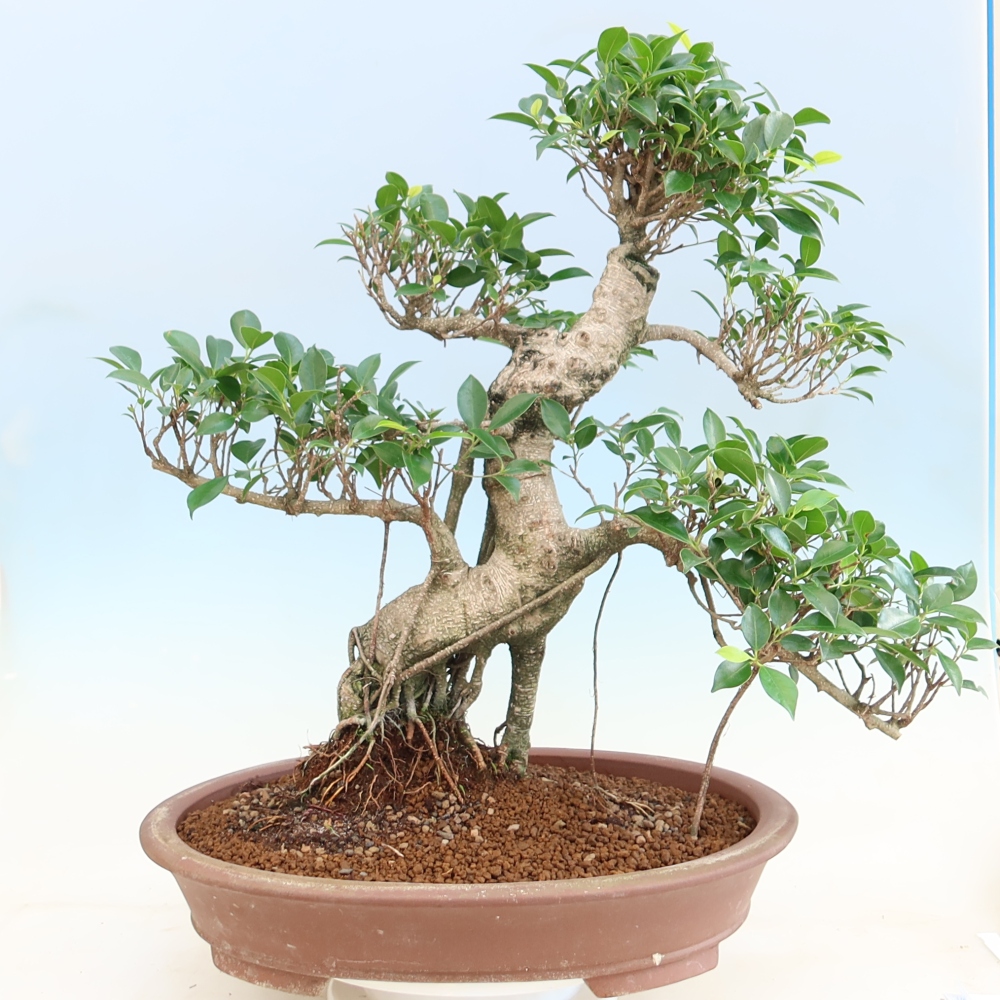 Kamerbonsai - Ficus kimmen - kleinbladige ficus