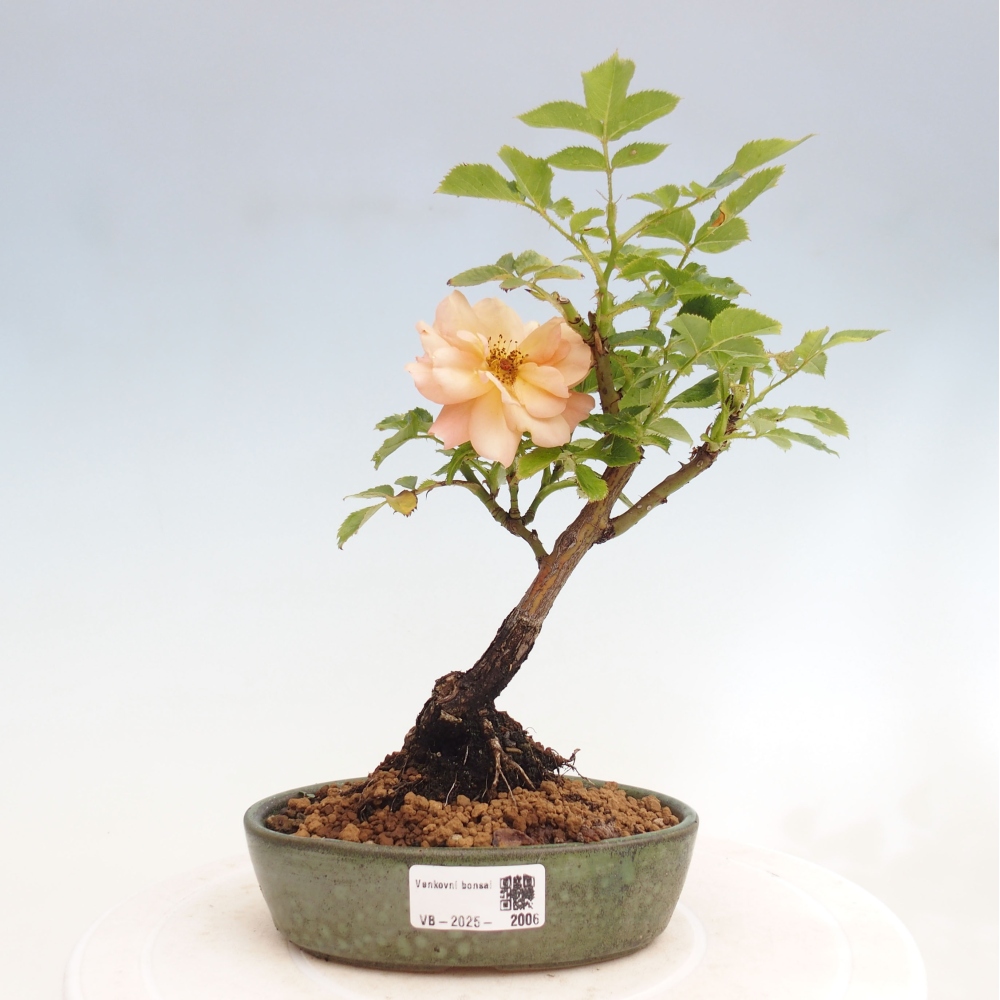 Bonsai voor buiten - Rosa Kordes - roos