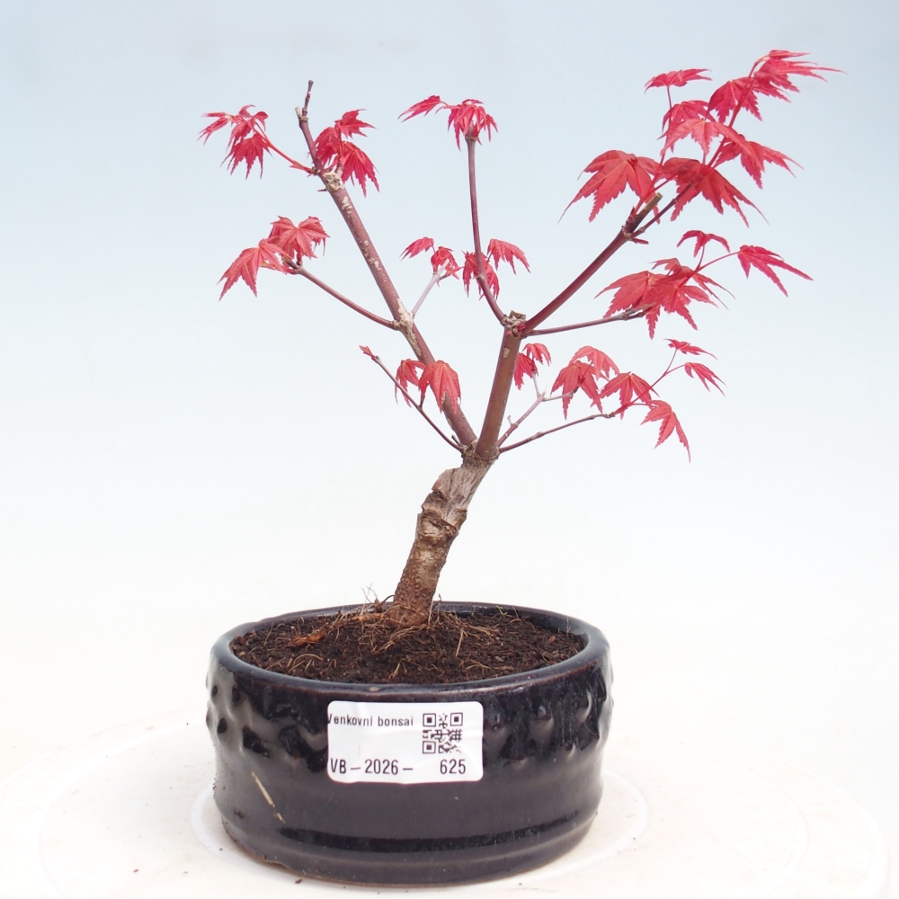 Bonsai voor buiten - Acer palmatum DESHOJO