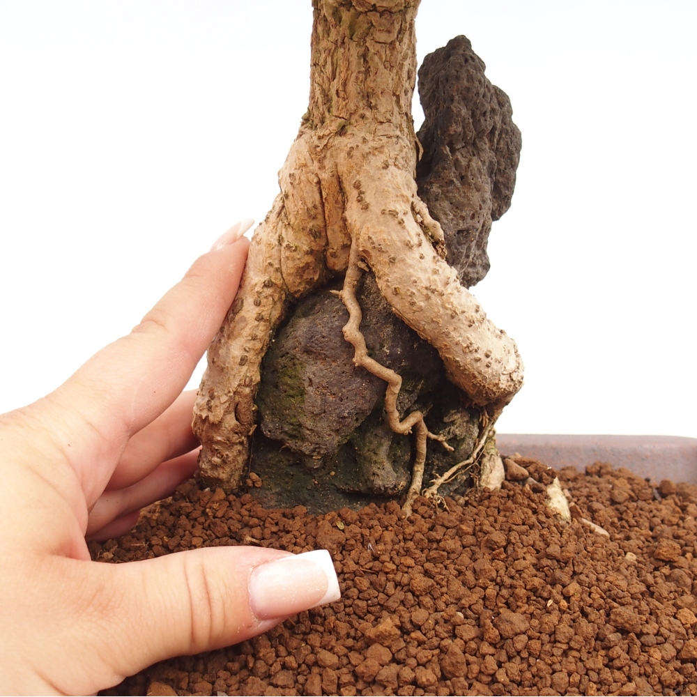 Bonsai voor buiten - Berberis coreana