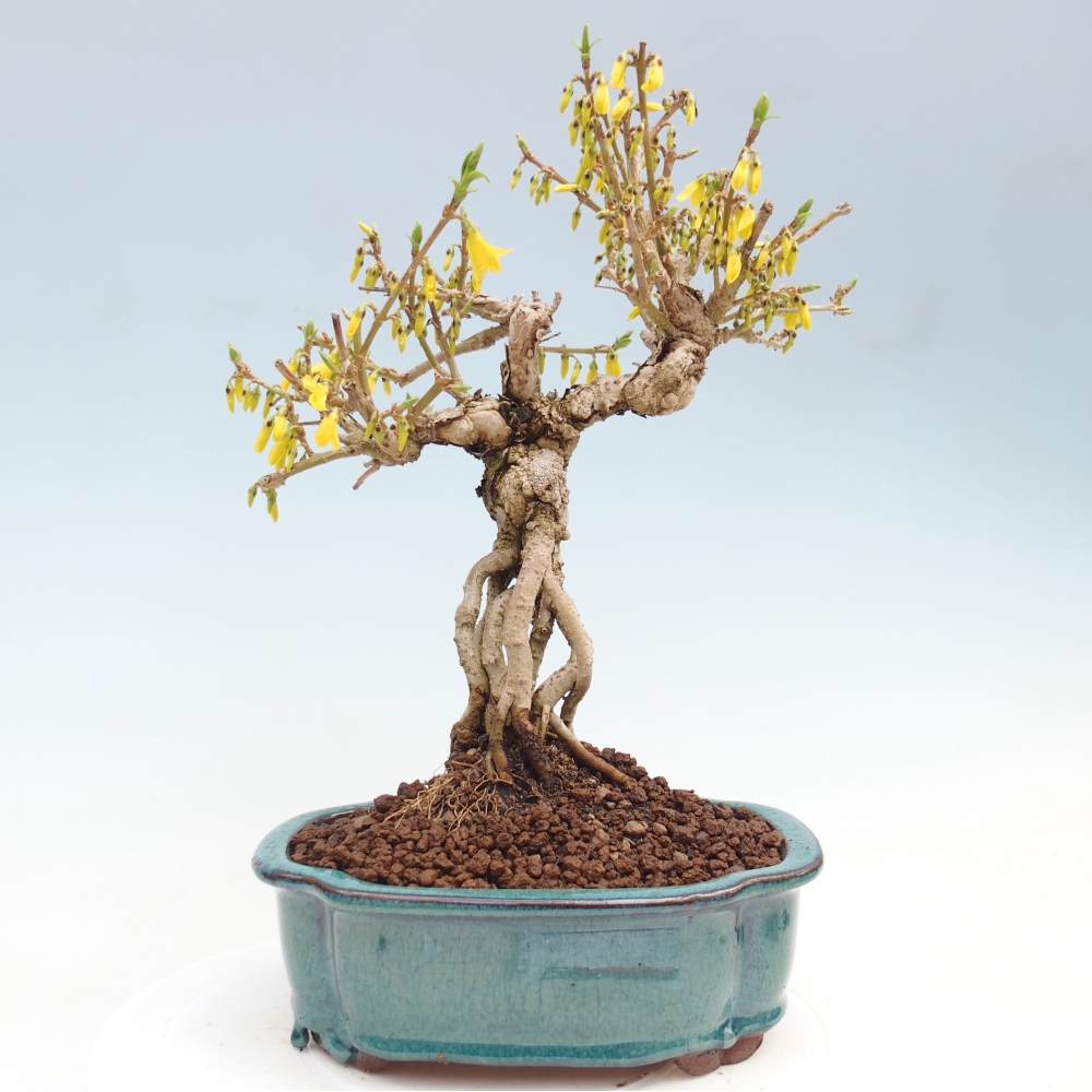 Bonsai voor buiten - Zlatice - Forsythia koreana