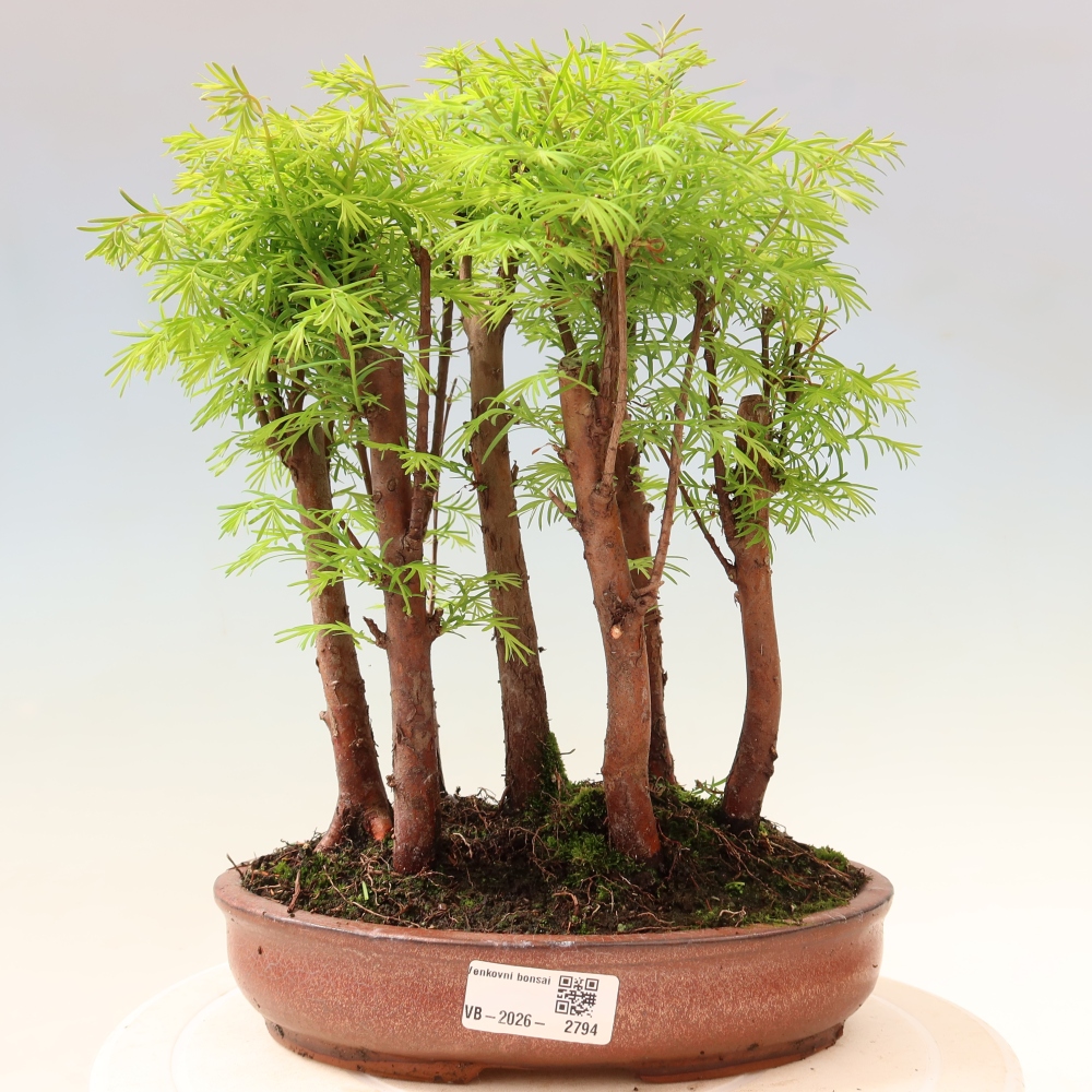 Buitenbonsai - Metasequoia glyptostroboides - Chinese metasequoia - bosje