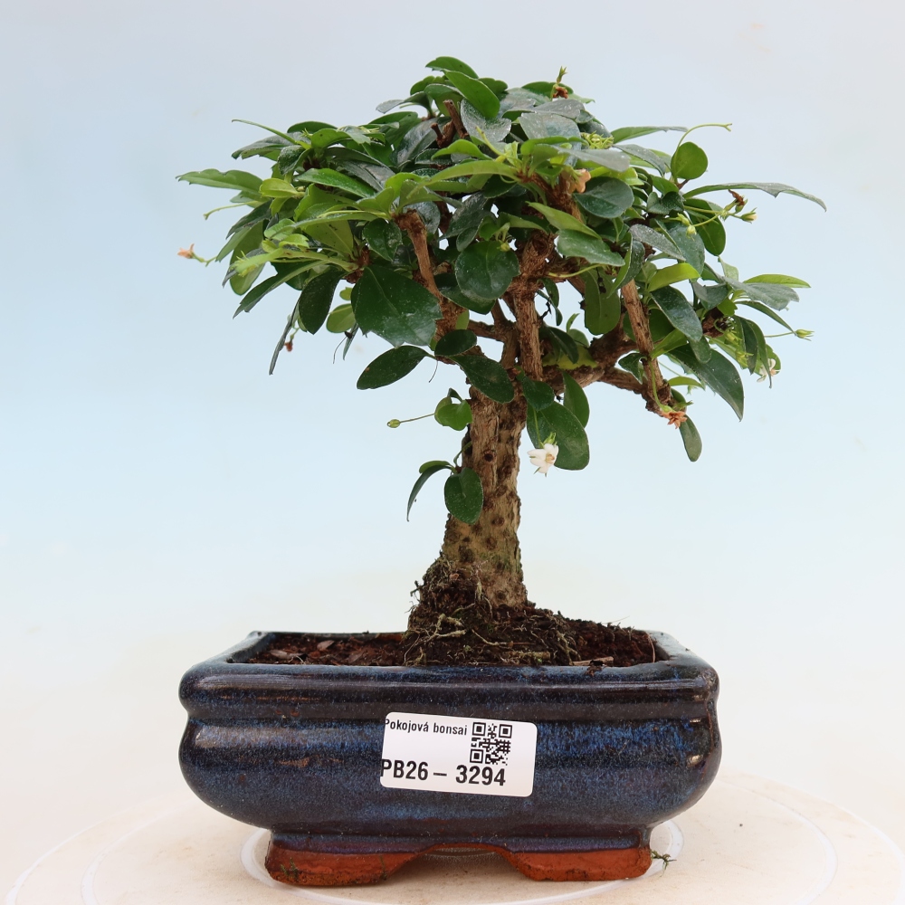 Kamerbonsai - Carmona macrophylla - Thee fuki