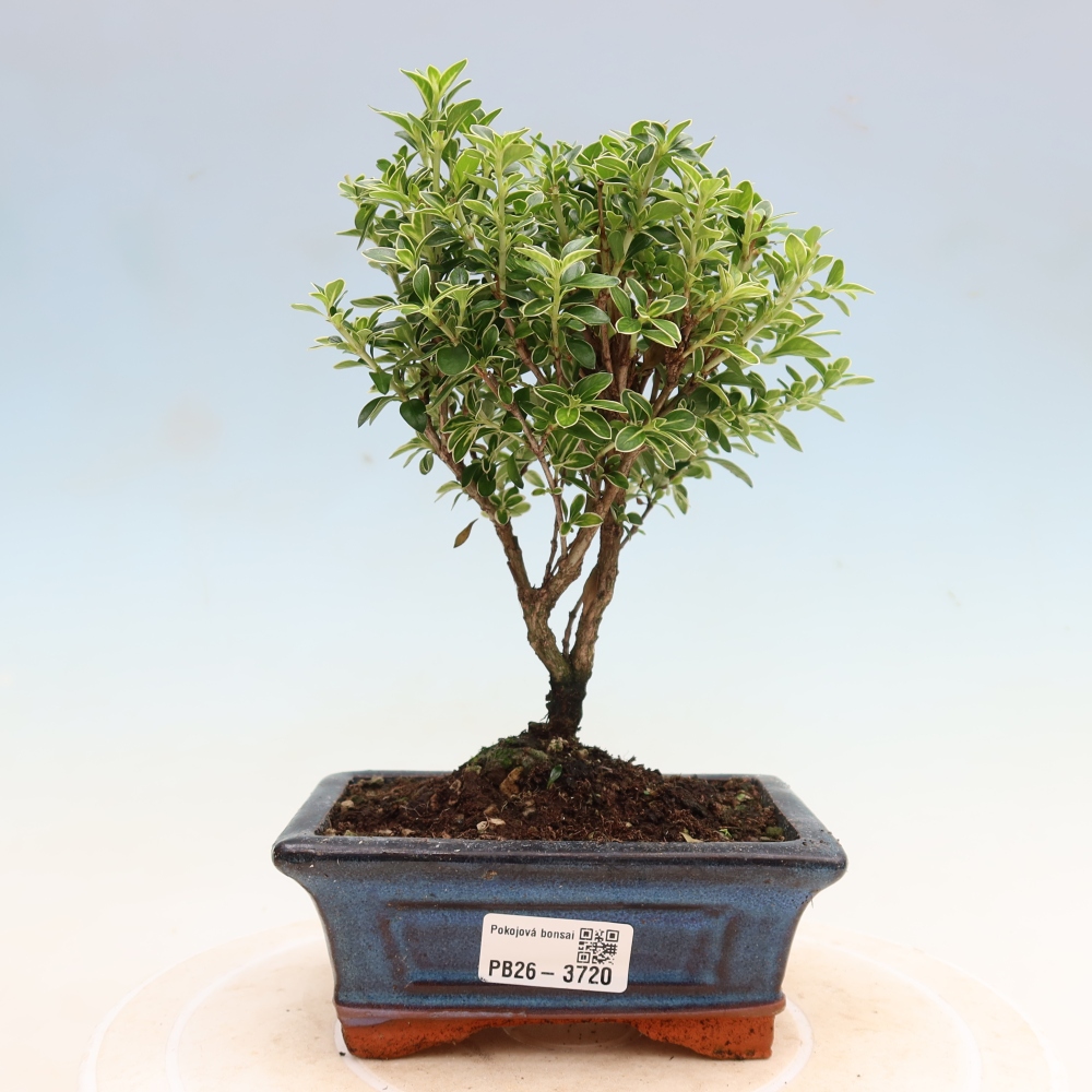 Kamerbonsai - Serissa foetida Variegata - Boom van duizend sterren