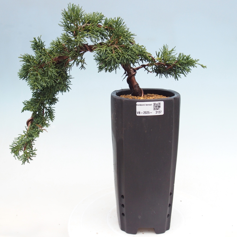 Bonsai voor buiten - Juniperus chinensis Kishu