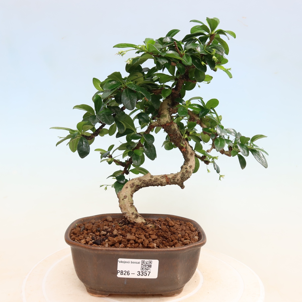 Kamerbonsai - Carmona macrophylla - Thee fuki