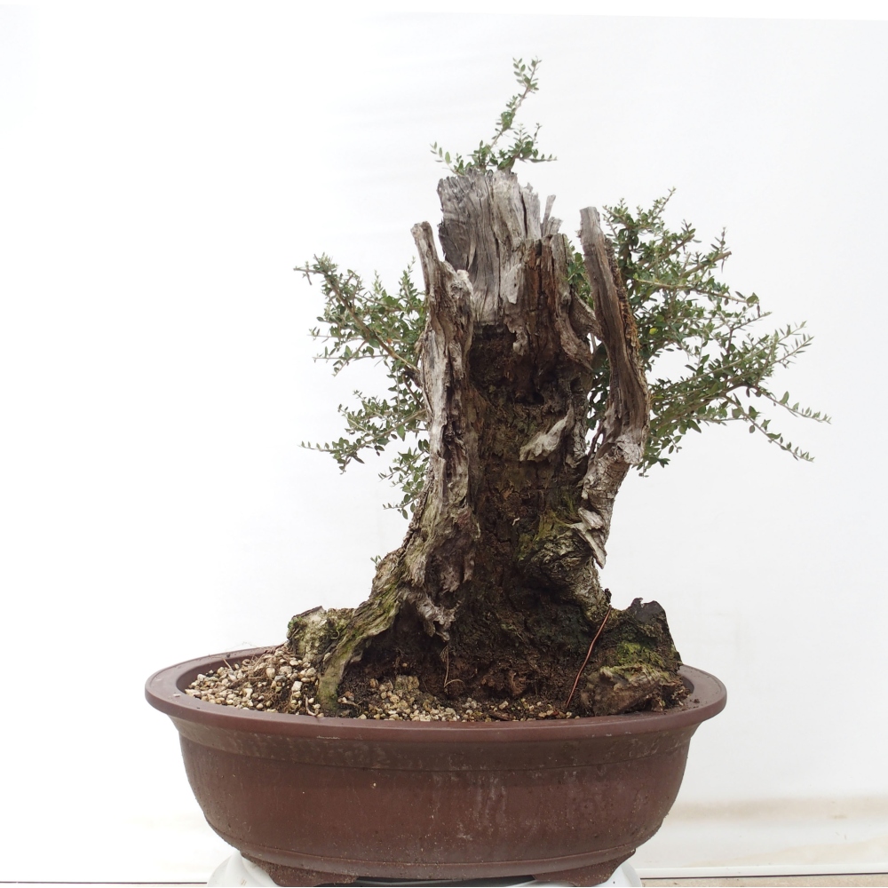 Bonsai voor binnen - Olea europaea sylvestris