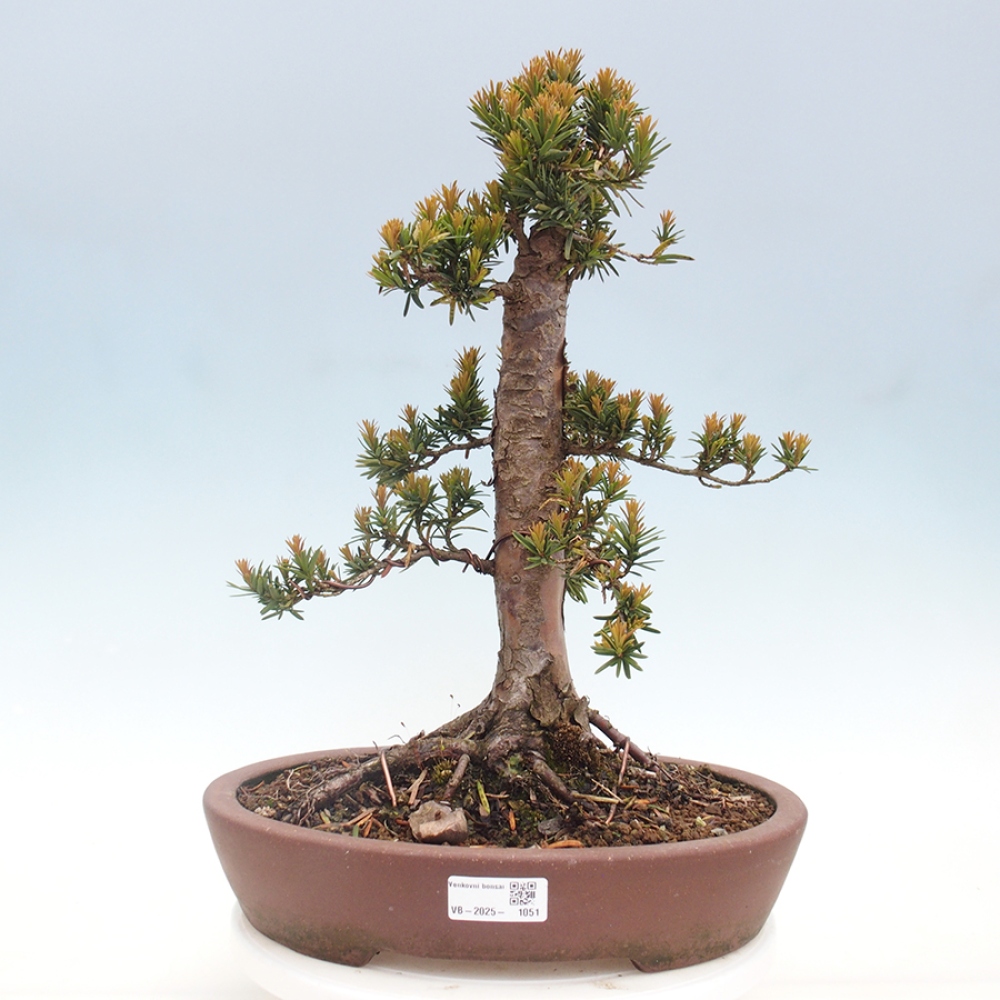 Bonsai voor buiten - Taxus cuspidata - Japanse Taxus