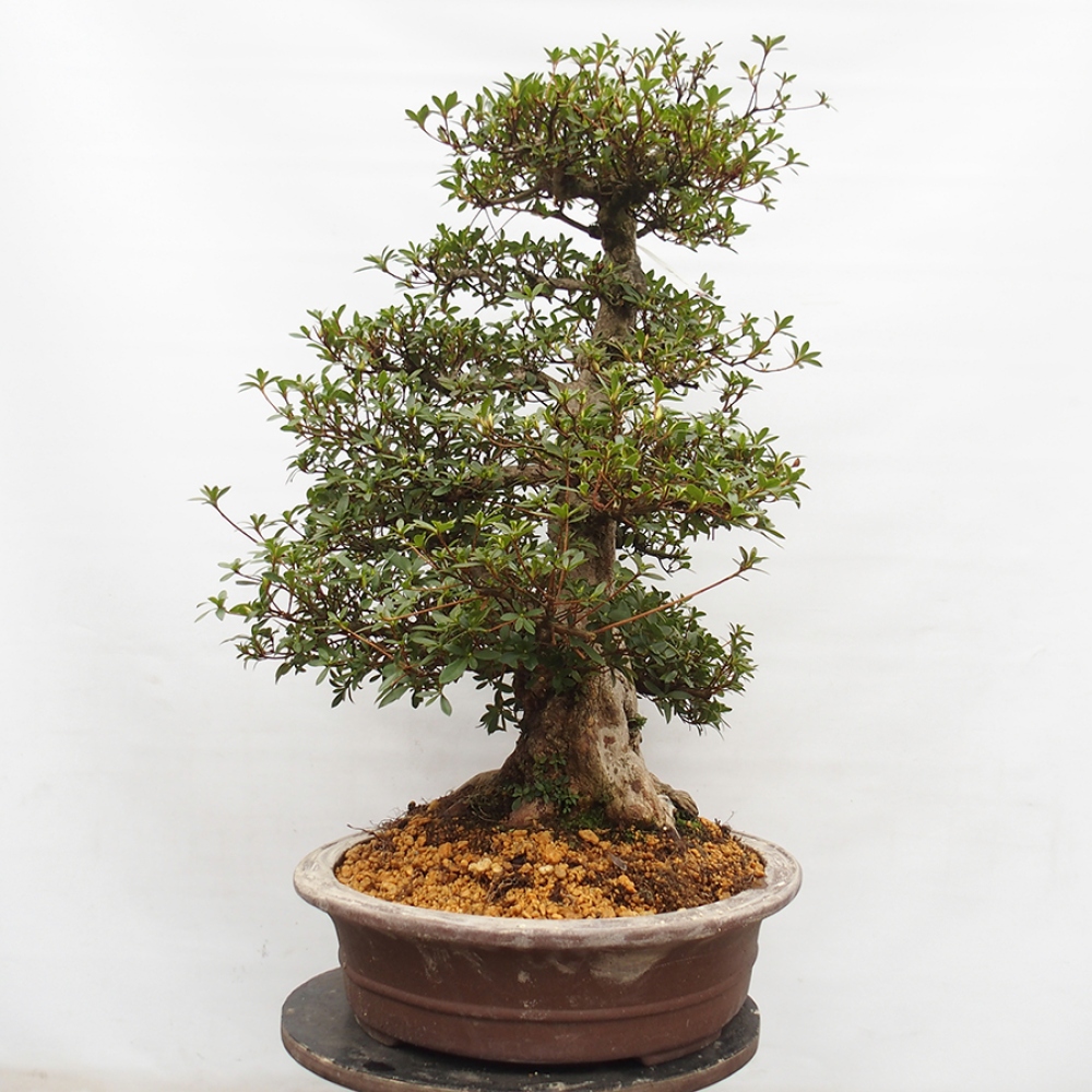 Bonsai voor buiten - Japanse Azalea - Azalea Byakuren