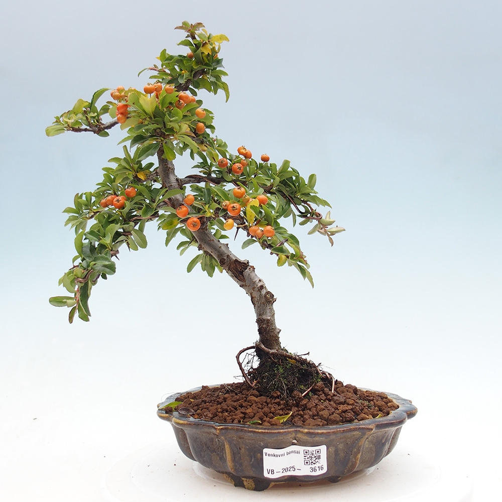 Bonsai-Pyracantha Teton voor buiten -Hlox