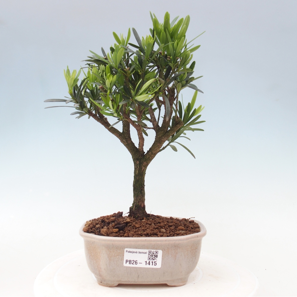Kamerbonsai - Podocarpus - Taxus