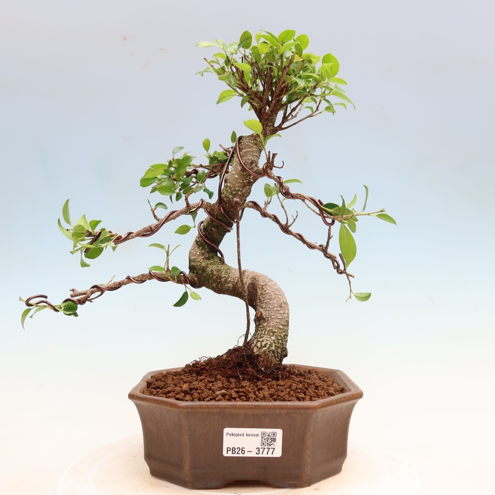 Kamerbonsai - Ficus kimmen - kleinbladige ficus