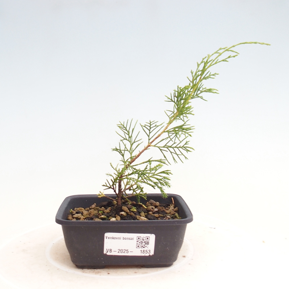 Bonsai voor buiten - Juniperus chinensis Itoigawa