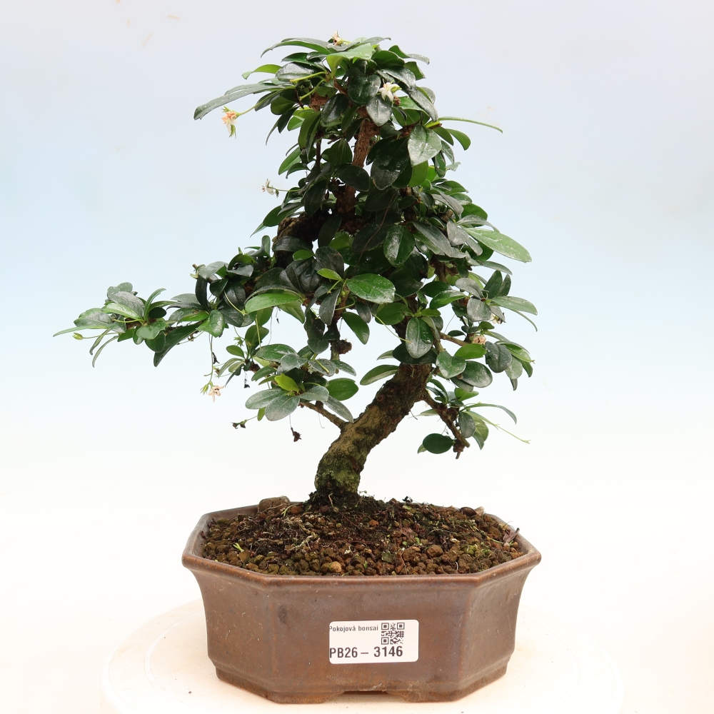 Kamerbonsai - Carmona macrophylla - Thee fuki