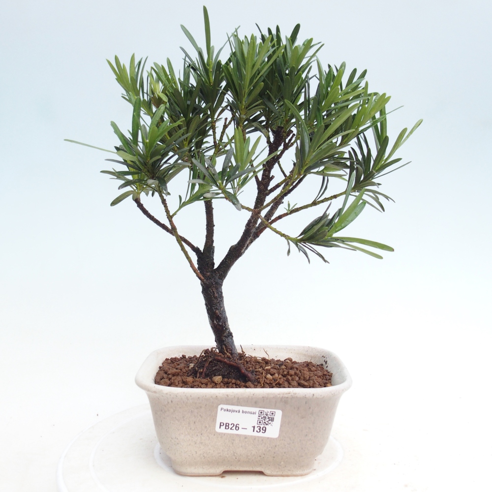 Kamerbonsai - Podocarpus - Taxus