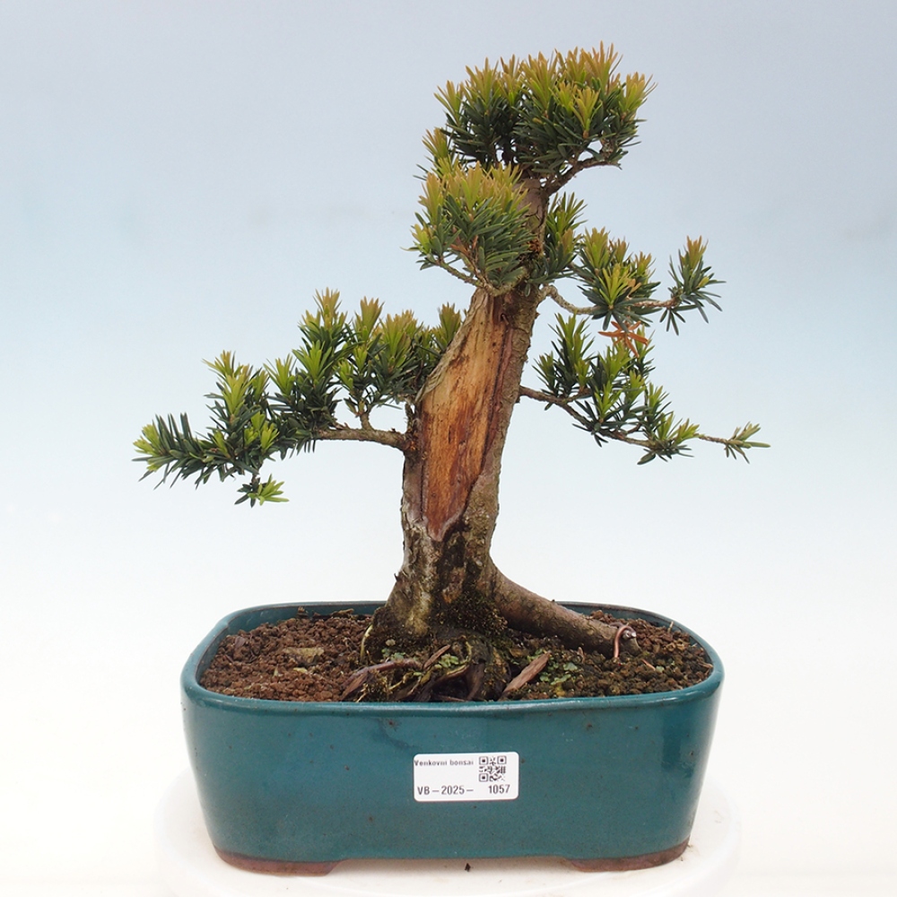 Bonsai voor buiten - Taxus cuspidata - Japanse Taxus
