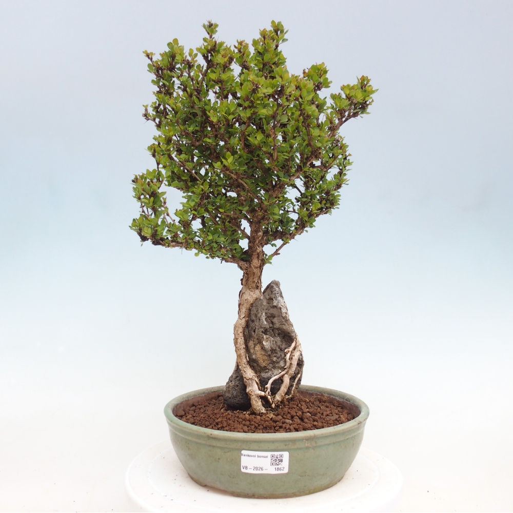 Bonsai voor buiten - Berberis coreana