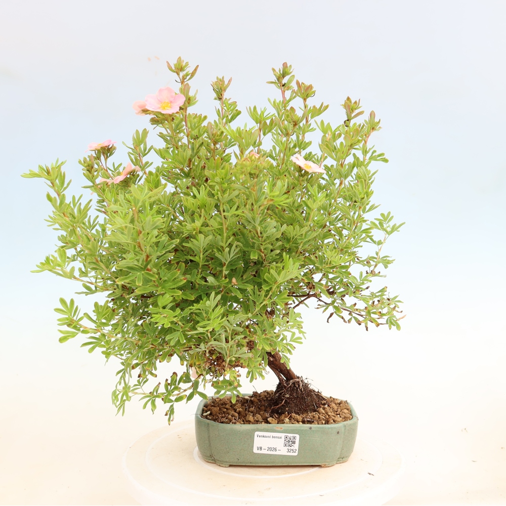 Buitenbonsai – Struikachtige potentilla – Potentilla fruticosa Bellissima