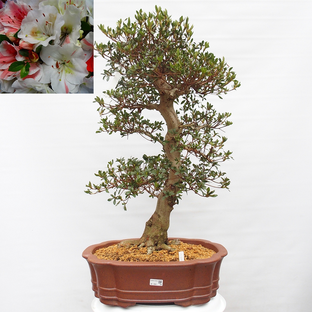 Bonsai voor buiten - Japanse Azalea - Azalea Sansai