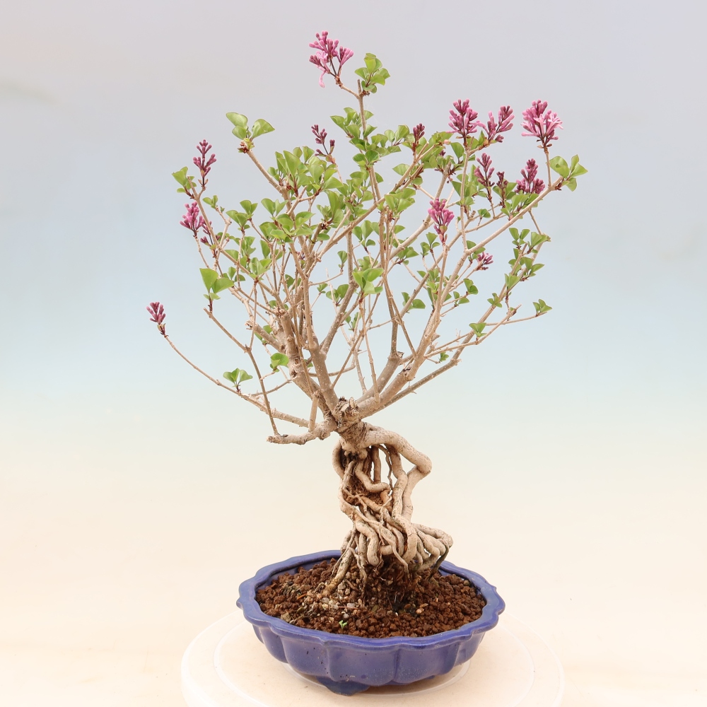 Bonsai voor buiten - Syringa microphylla - kleinbloemige sering