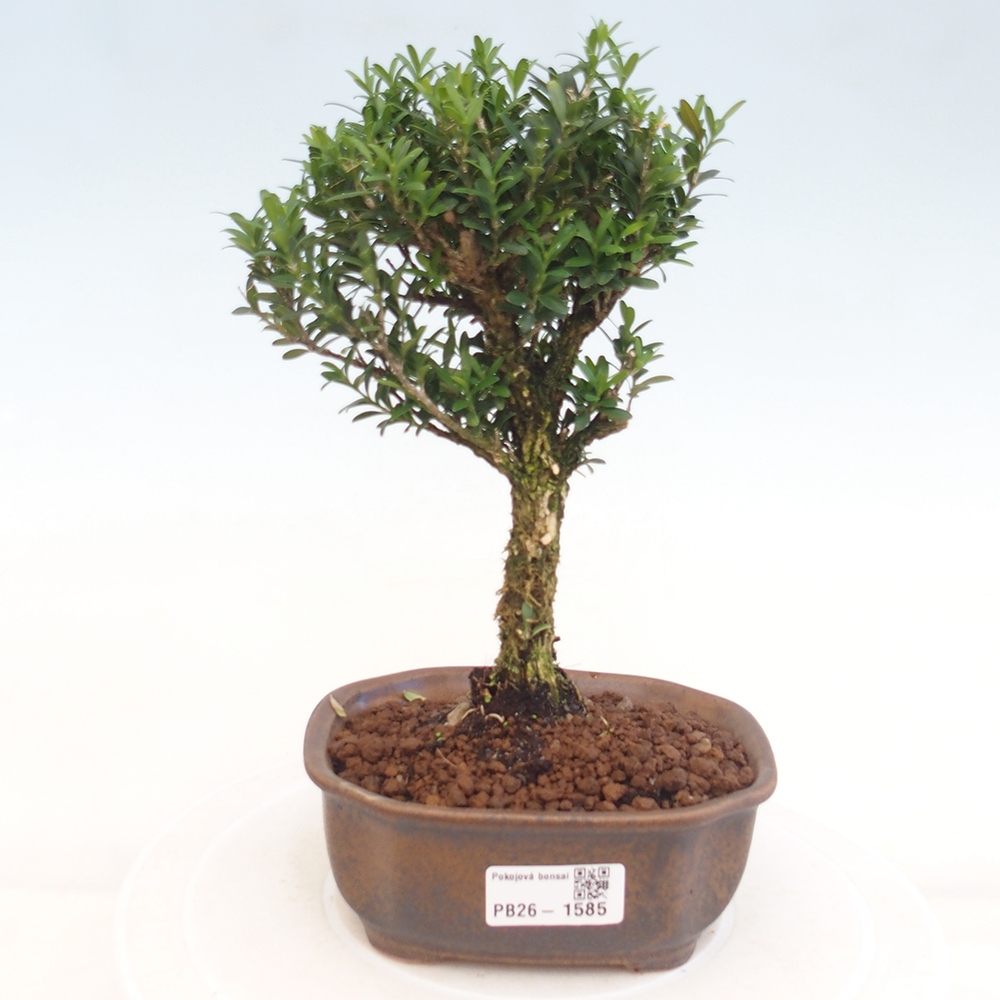 Kamerbonsai - Buxus harlandii - kurk buxus