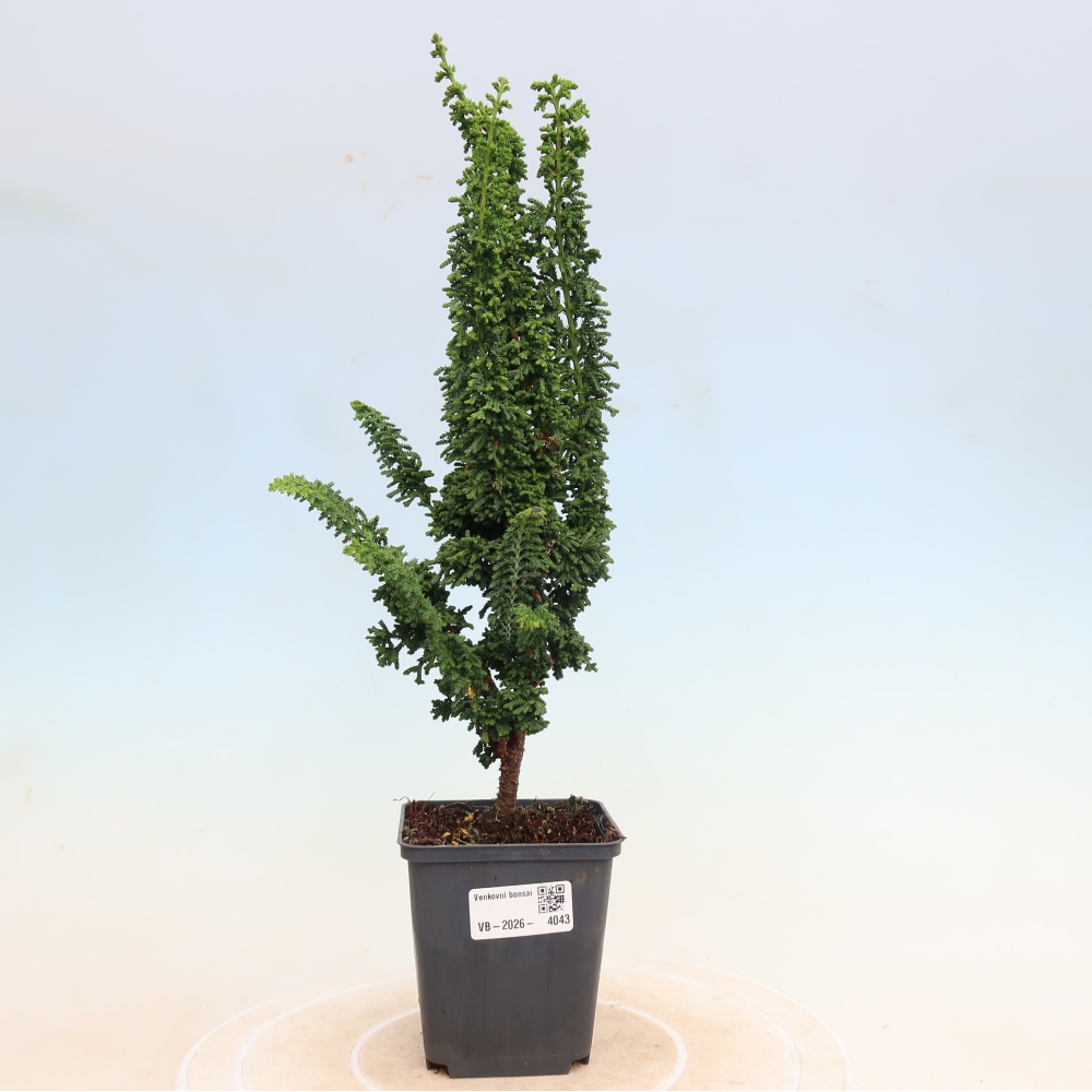 Bonsai voor buiten - Cham. obtusa SEKKA HINOKI - Cipres
