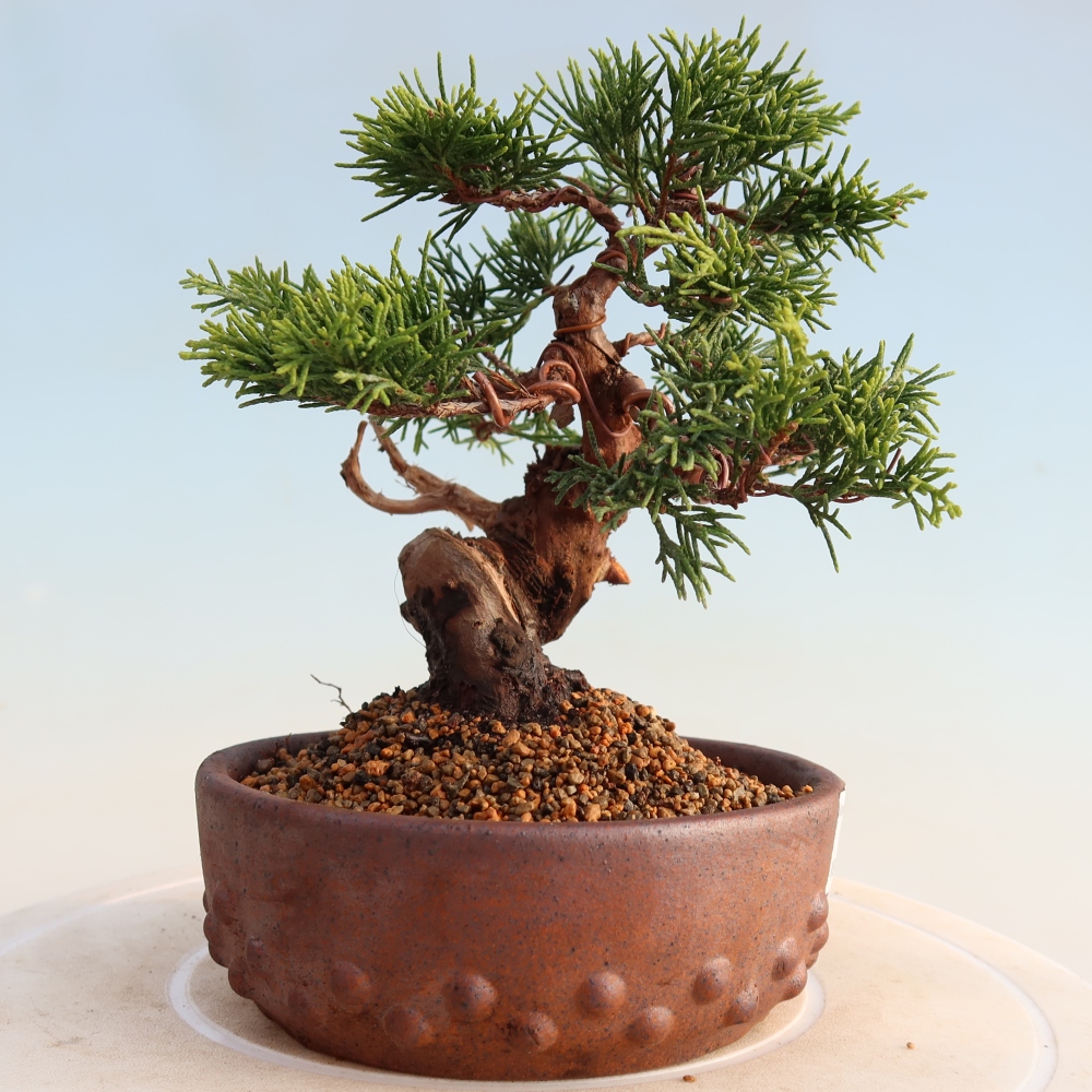 Bonsai voor buiten - Juniperus chinensis Itoigawa
