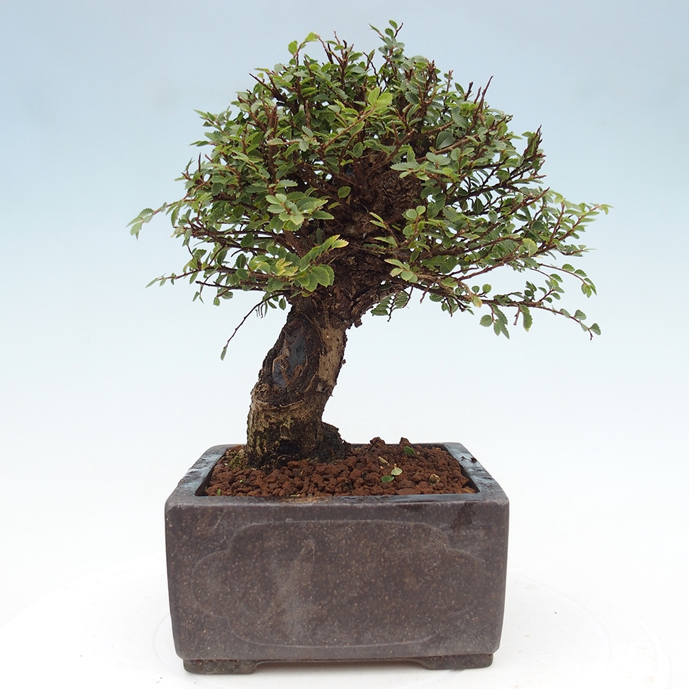 Bonsai voor buiten - Ulmus parvifolia Hokkaido - Chinese iep
