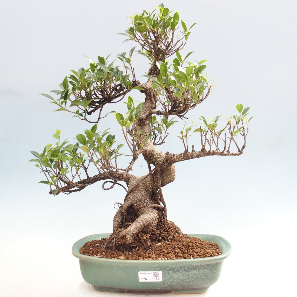 Kamerbonsai - Ficus kimmen - kleinbladige ficus