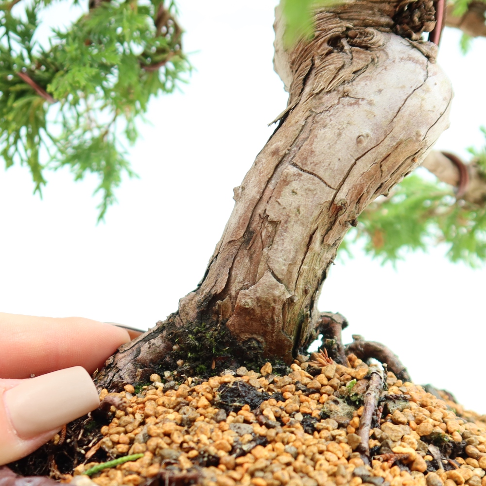 Bonsai voor buiten - Juniperus chinensis Itoigawa-Juniperus chinensis