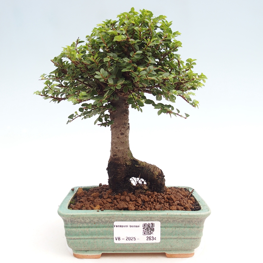 Bonsai voor buiten - Ulmus parvifolia Hokkaido - Chinese iep