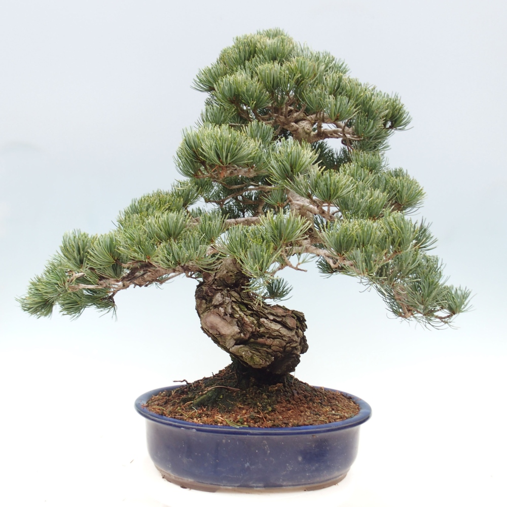Bonsai voor buiten - Pinus parviflora - Pinus parviflora