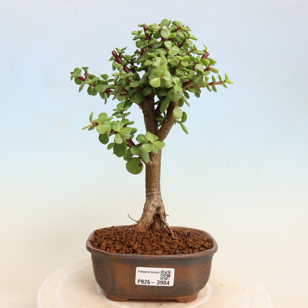 Kamerbonsai - Portulakaria Afra - Tlustice